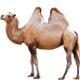 Двугорбый верблюд (бактриан)