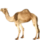 Одногорбый верблюд (дромедар)