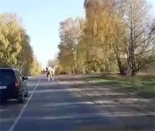 В Минском районе из лесу на дорогу выбежал…верблюд 