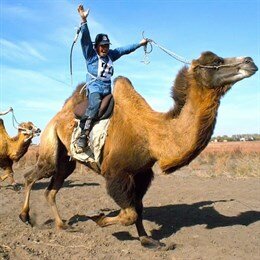 Казахи через 100 лет возродили гонки на верблюдах