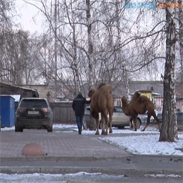 По заснеженной улице города Назарово бегали верблюды (видео)