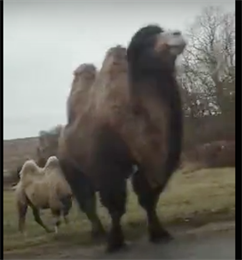 В Крымском районе «пробка» на дороге случилась из-за… верблюдов