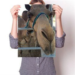 Постер - Верблюд Милашка