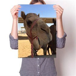 Постер - Верблюд N1