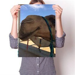 Постер - Верблюд N2