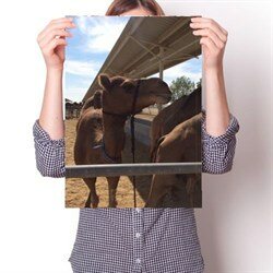 Постер - Верблюд N3